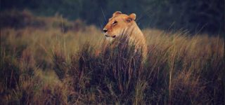 Best time to Visit Masai Mara National Reserve