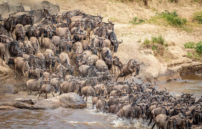 Best time to Visit Masai Mara National Reserve