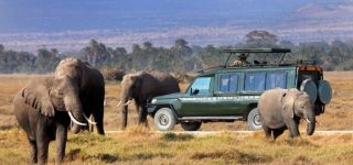 Budget Safaris in Masai Mara