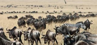 History of Masai Mara