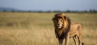 Lions in Masai Mara National Park