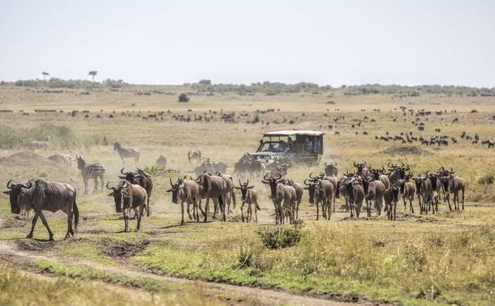 When is the Best Time to Go on Safari in East Africa?