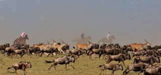 Animals in Masai Mara National Reserve