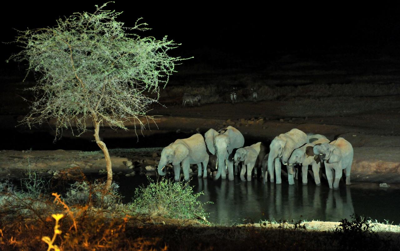 Night Game Drives in Masai Mara