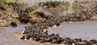 Wildebeest Migration in Masai Mara