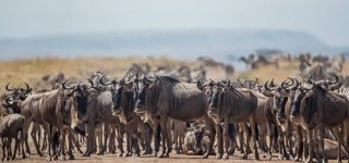 4 Days Masai Mara Safari