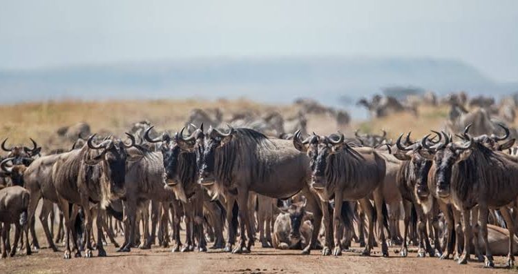 4 Days Masai Mara Safari