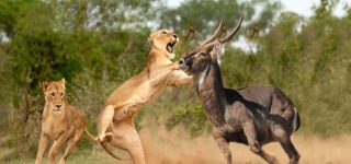 Lions in Masai Mara National Reserve