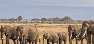 3 Days Tarangire Wildlife Safari