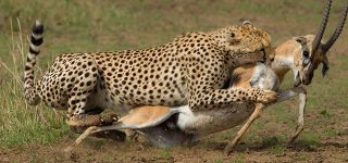 5 Days Masai Mara Wildlife safari