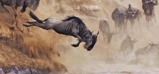 The Great Wildebeest Migration