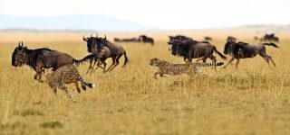 4 Days Masai Mara National Park safari