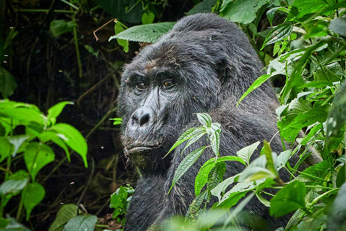 6 Days Rwanda Primates Safari