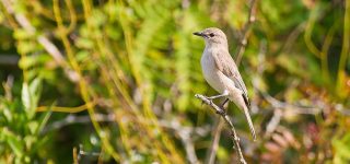 5 Days Kenya Birding Safari