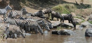 5 Days Masai Mara & Lake Nakuru Wildlife Safari