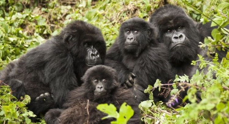 6 Days Rwanda Wildlife and Gorilla Safari