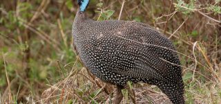 List of Birds in Ol Pejeta Conservancy