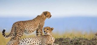 6 Days Kenya & Tanzania Combined Safari