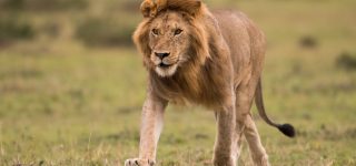 7 Days Kenya Wildlife Safari