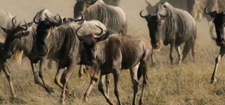 Kenya Safari Circuit Guide