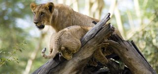 4 Days Maasai Mara & Lake Nakuru Wildlife safari