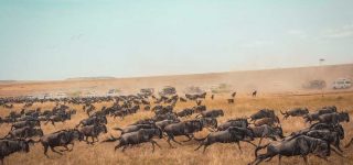 4 Days Masai Mara Wildebeest Migration Safari