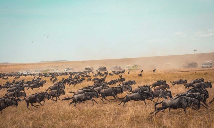 4 Days Masai Mara Wildebeest Migration Safari
