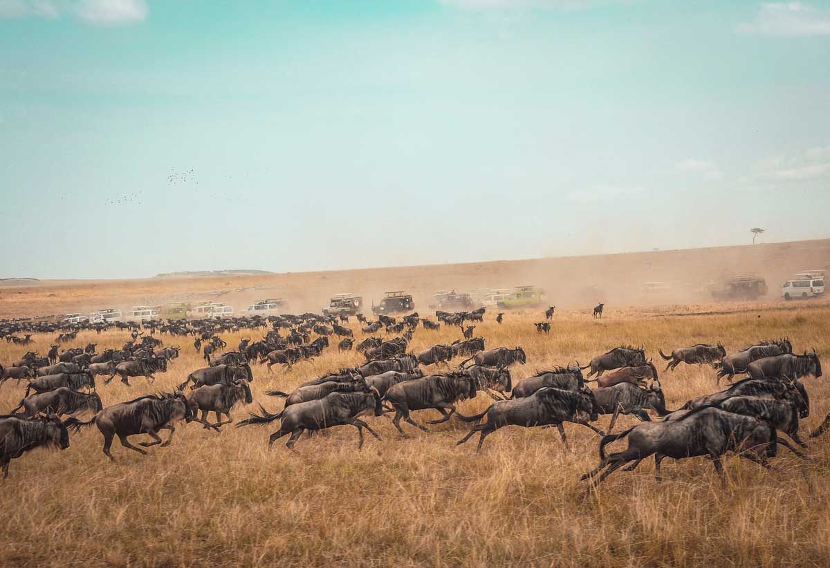 14 days wildebeest migration safari