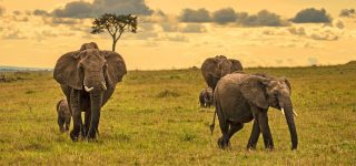 5 Days Kenya Wildlife & Cultural Safari
