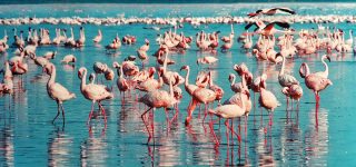 5 Days Maasai Mara & Lake Nakuru Wildlife Safari