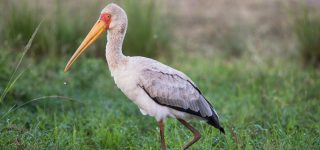 Birds in Maasai Mara National Reserve