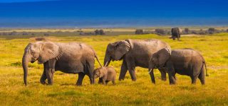 When to go to Kenya for a safari