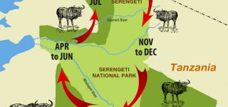Stages of the Great Wildebeest Migration