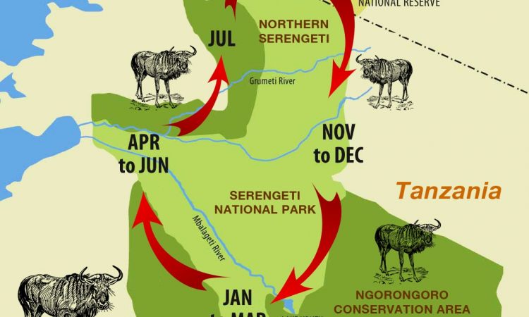 Stages of the Great Wildebeest Migration