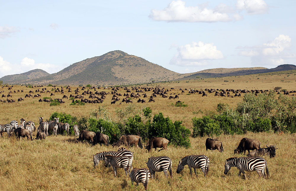 8 Days Maasai Mara Wildebeest Great Migration Private Safari