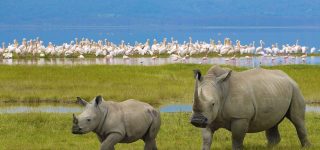 8 Days Kenya Safari and Beach Honeymoon Package