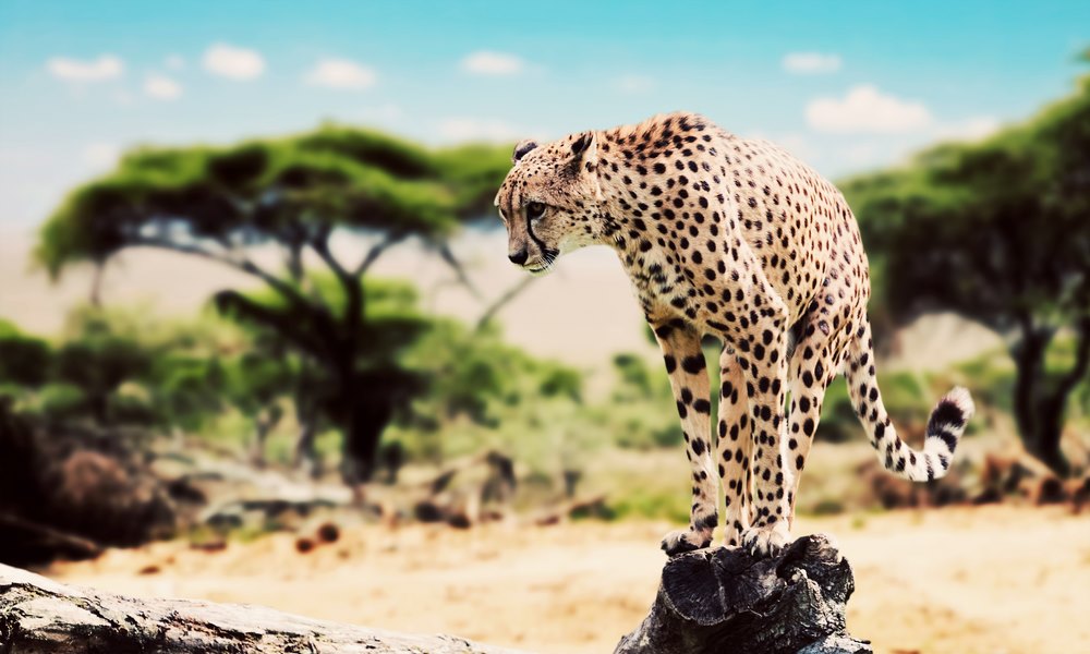 10 days Masai Mara, Serengeti, Ngorongoro & Bwindi safari