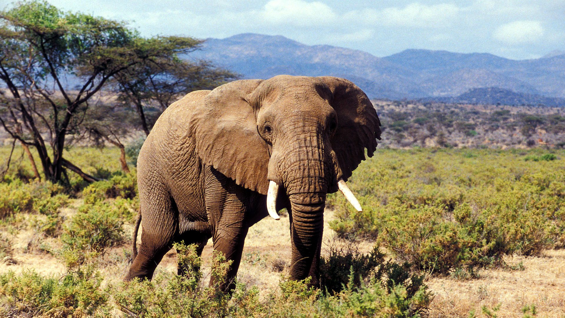  8  days Kenya  wildlife and culture flying safari