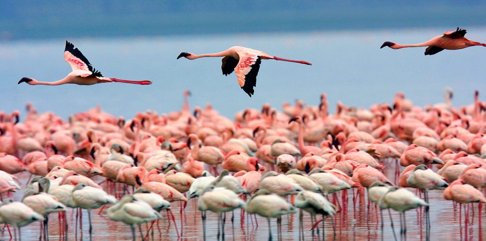 Flamingos in Lake Naivasha
