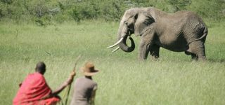 Observing a giant African Bush Elephant at Naboisho Conservancy