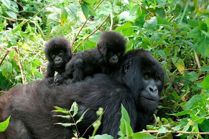 7 days Uganda Gorilla Trekking, Chimpanzee trekking & Wildlife safari 