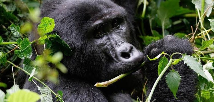 5 days Rwanda Double Gorilla Trekking Safari