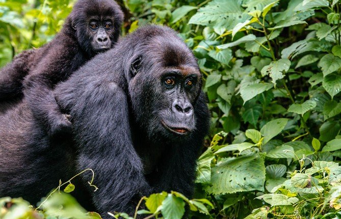 3 days Eastern lowland gorilla trekking Congo safari
