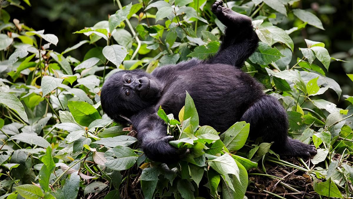 3 days Gorilla trekking Congo safari