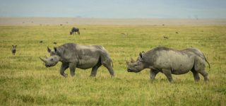 17 days Kenya, Uganda and Tanzania safari