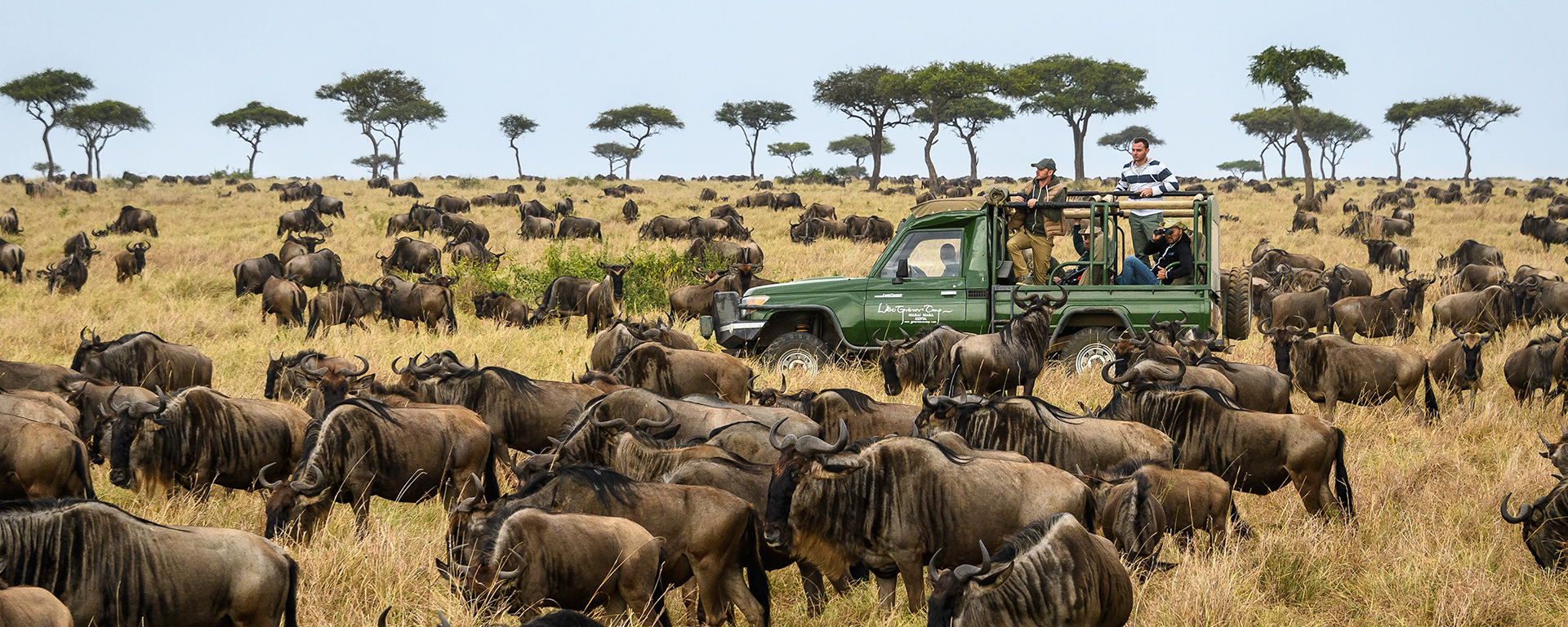 wildebeest safari kenya
