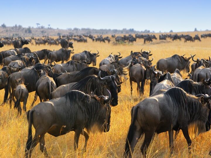 How to Experience the Great Wildebeest Migration in Kenya and Tanzania