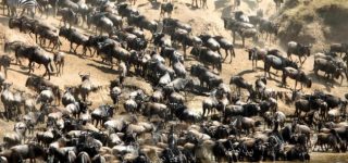 The incredible wildlife diversity in Masai Mara makes its safaris worthwhile