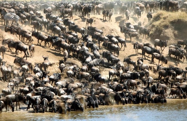 Where’s the best place to see the great wildebeest migration?