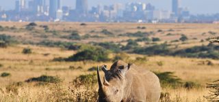 Nairobi National Park – The Ultimate Guide 2022